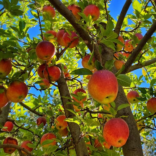Apple Abundance (Source: Geo: Davis) Apple Abundance (Source: Geo: Davis)