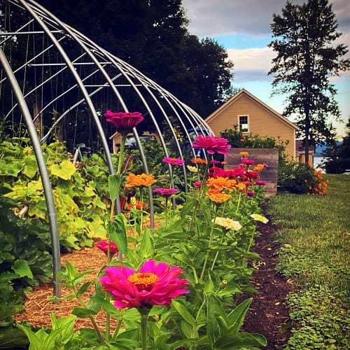 Septembering: exuberant zinnias (Source: Geo Davis) Septembering: exuberant zinnias (Source: Geo Davis)