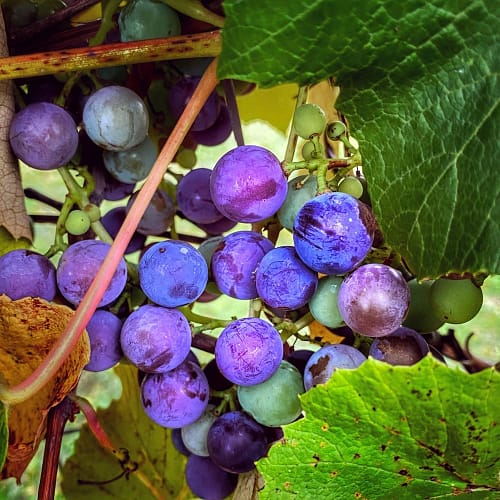 Septembering: grapes sweetening in the vineyard (Source: Geo Davis) Septembering: grapes sweetening in the vineyard (Source: Geo Davis)
