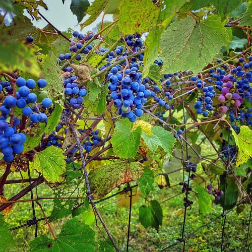 Septembering: grapes sweetening in the vineyard (Source: Geo Davis) Septembering: grapes sweetening in the vineyard (Source: Geo Davis)