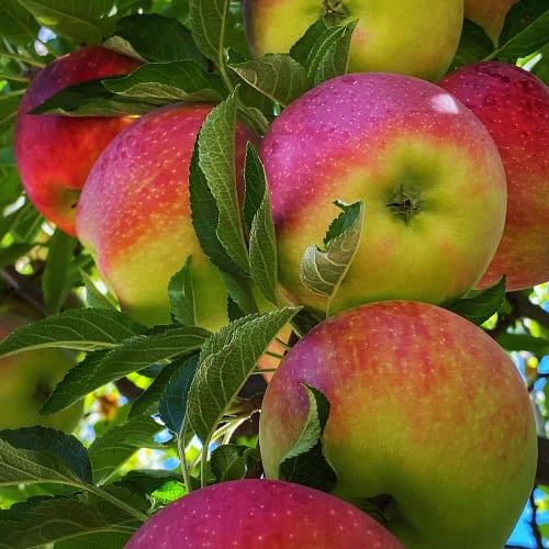 Apple Season (Source: Geo: Davis) Apple Season (Source: Geo: Davis)
