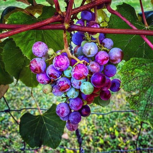 Septembering: grapes sweetening in the vineyard (Source: Geo Davis) Septembering: grapes sweetening in the vineyard (Source: Geo Davis)
