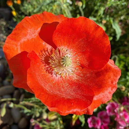 If I could grow poppies year round, I would! (Source: Geo Davis) If I could grow poppies year round, I would! (Source: Geo Davis)