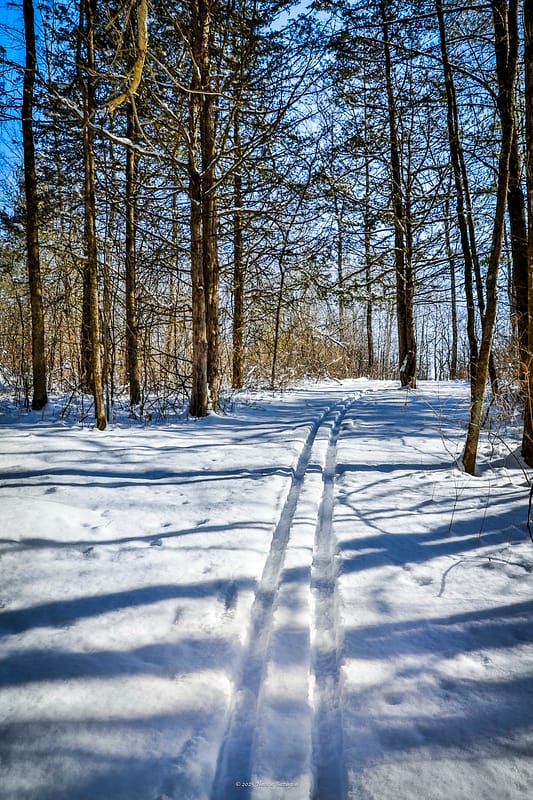 Cross-Country Ski Tracks on a Pristine Winter Day, Rosslyn Backland, February 12, 2025 (Photo: © Nancie Battaglia)