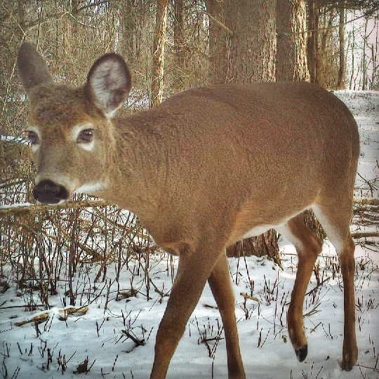 Year End Yearling​ (Photo: Rosslyn Wildlife Camera)