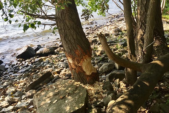 Beavers & Boathouses: Castor canadensis damage (Source: Geo Davis)