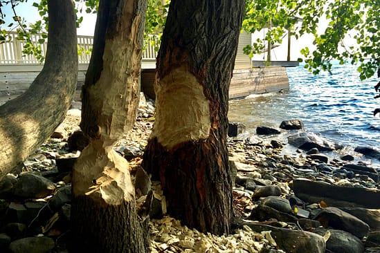 Beavers & Boathouses: Castor canadensis damage (Source: Geo Davis)