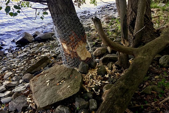 Beavers & Boathouses: Castor canadensis damage prevention (Source: Geo Davis)