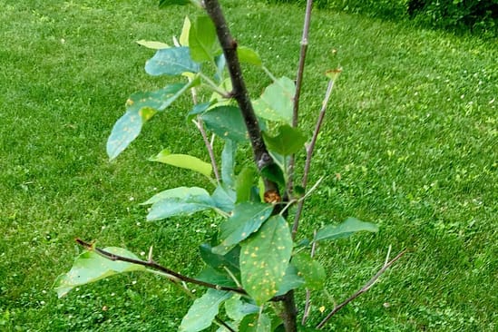 Holistic Orcharding: Apple tree browsed by deer (Source: Geo Davis) Holistic Orcharding: Apple tree browsed by deer (Source: Geo Davis)