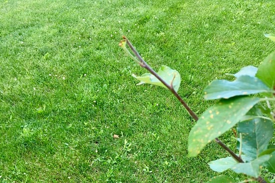 Holistic Orcharding: Apple tree browsed by deer (Source: Geo Davis) Holistic Orcharding: Apple tree browsed by deer (Source: Geo Davis)