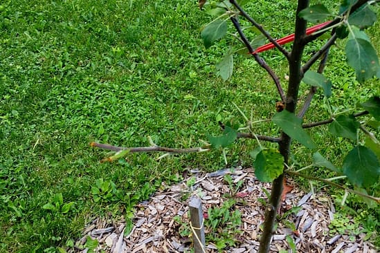 Holistic Orcharding: Apple tree browsed by deer (Source: Geo Davis) Holistic Orcharding: Apple tree browsed by deer (Source: Geo Davis)