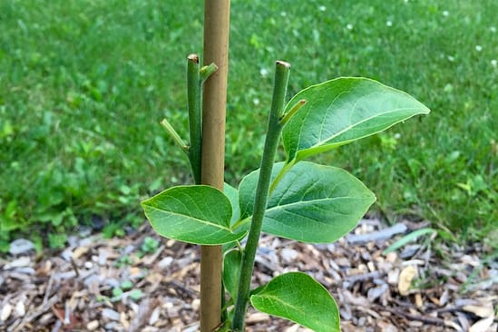Holistic Orcharding: Young persimmon tree browsed by deer (Source: Geo Davis) Holistic Orcharding: Young persimmon tree browsed by deer (Source: Geo Davis)