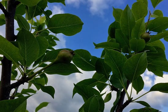 Holistic Orcharding: June pears (Source: Geo Davis) Holistic Orcharding: June pears (Source: Geo Davis)