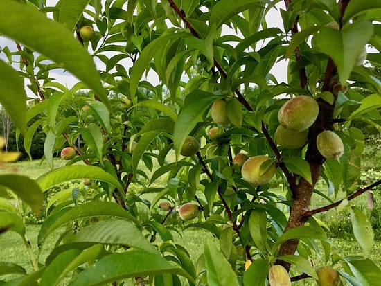 Holistic Orcharding: Young peaches in June (Source: Geo Davis) Holistic Orcharding: Young peaches in June (Source: Geo Davis)