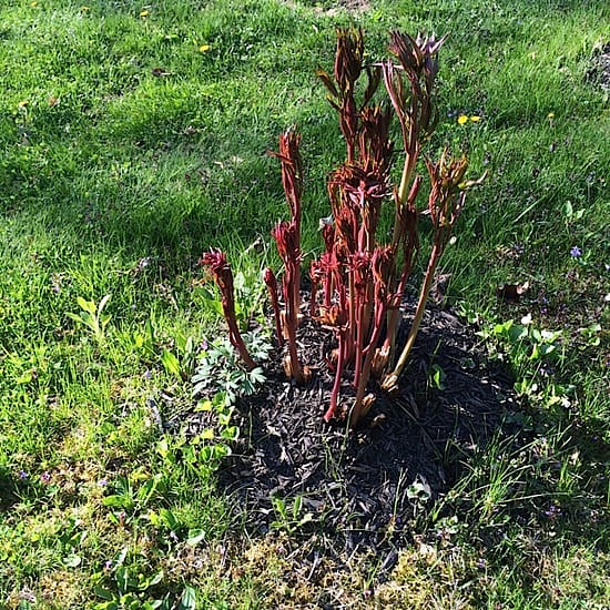 Buried Peony Crowns Buried Peony Crowns