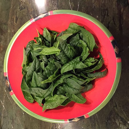 Spinach: From early spring until late autumn spinach, spinach, spinach,... (Source: Geo Davis) Spinach: From early spring until late autumn spinach, spinach, spinach,... (Source: Geo Davis)