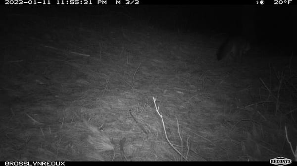 Gray Fox or Eastern Coyote? (Photo: Rosslyn Wildlife Camera)