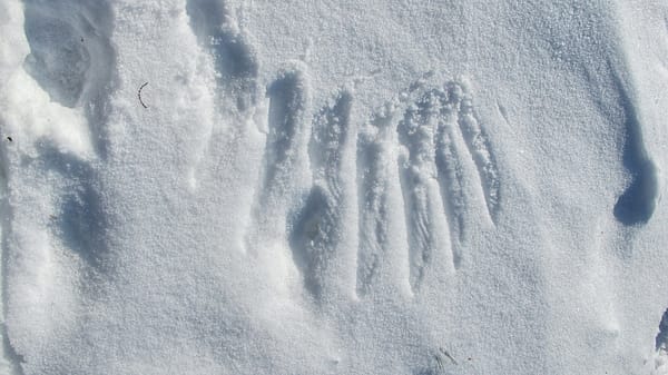 Wing Prints in Snow, December 30, 2010 (Photo: Geo Davis)