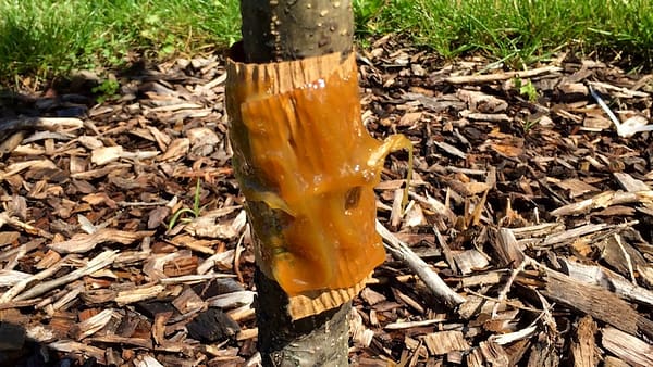 How to Apply Tanglefoot (Source: Geo Davis) How to Apply Tanglefoot (Source: Geo Davis)