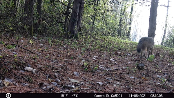 Eastern Coyote, Trail Cam 2021 (Source: Rosslyn Redux)