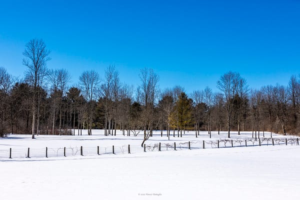 Backland & Buckthorn: Gardens, Grape Vines, and Meadows, Februrary 19, 2025. (Photo: © Nancie Battaglia)