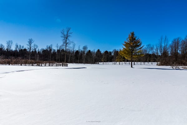 Cross-Country Skiing in Rosslyn’s Meadows, February 12, 2025 (Photo: © Nancie Battaglia)