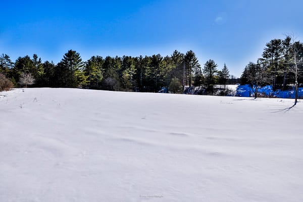 Looking Southwest from Rosslyn’s Back Meadow, February 12, 2025 (Photo: © Nancie Battaglia)