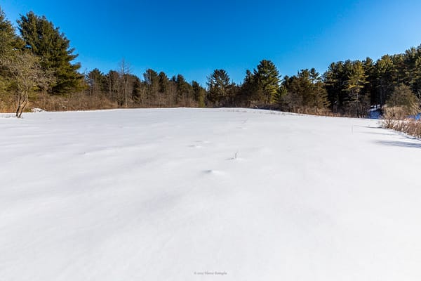 Looking South from Rosslyn’s Back Meadow, February 12, 2025 (Photo: © Nancie Battaglia)