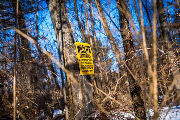 Cross-Country Skiing Through Rosslyn’s Wildlife Sanctuary, February 12, 2025 (Photo: © Nancie Battaglia)