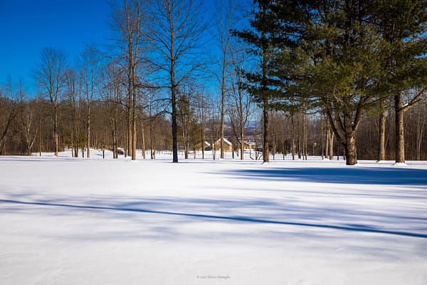Looking Back Toward Rosslyn’s Barns from Middle Meadows, February 12, 2025 (Photo: © Nancie Battaglia)