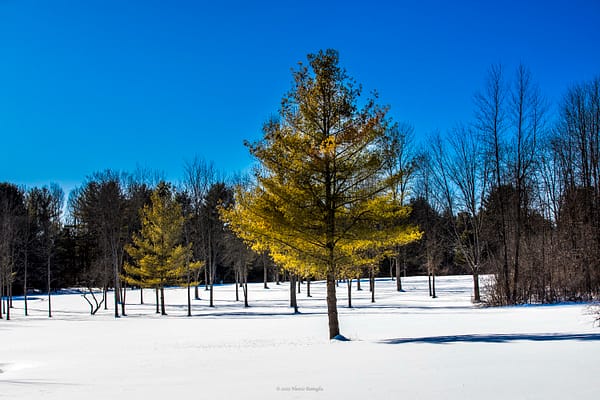 Looking West from Rosslyn’s Easternmost Meadow, February 12, 2025 (Photo: © Nancie Battaglia)