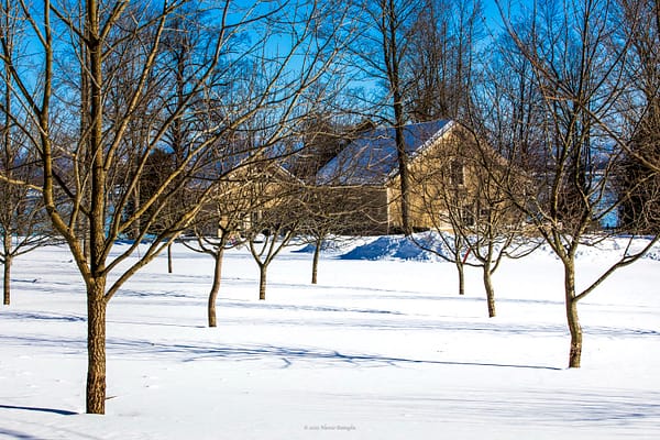 Backland & Buckthorn: Orchard and Barns, Februrary 19, 2025. (Photo: © Nancie Battaglia)