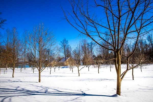 Backland & Buckthorn: Orchard, Gardens, and Barns, Februrary 19, 2025. (Photo: © Nancie Battaglia)