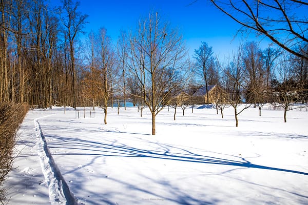 Cross-Country Ski Tracks in Rosslyn’s Orchard, February 12, 2025 (Photo: © Nancie Battaglia)