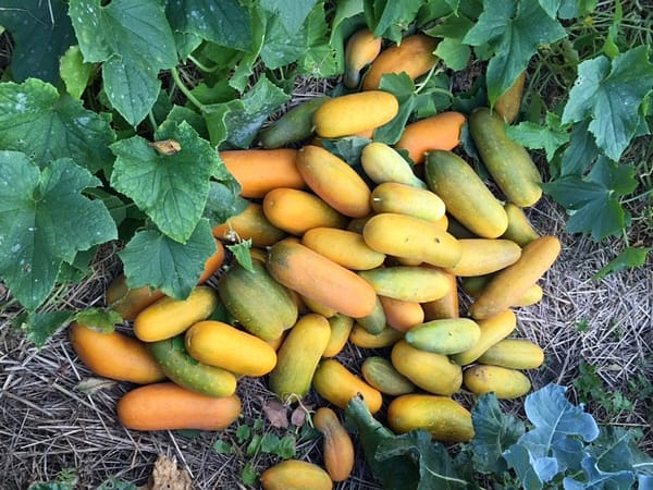 Orange-Yellow Cucumbers (Photo: virtualDavis) Orange-Yellow Cucumbers (Photo: virtualDavis)