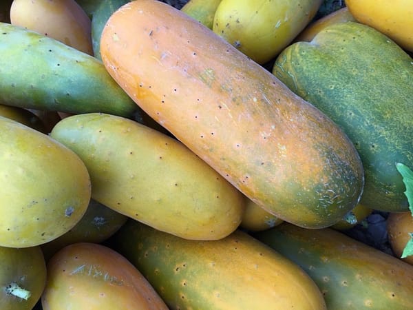 Green, Orange, and Yellow Cucumbers (Photo: virtualDavis) Green, Orange, and Yellow Cucumbers (Photo: virtualDavis)