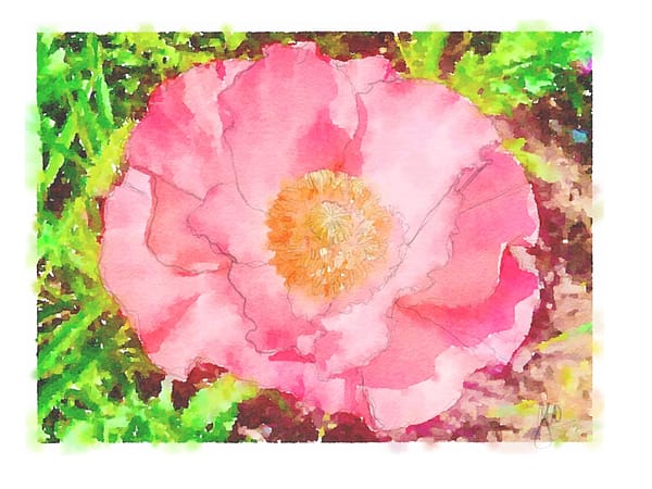 Shirley Poppy (Illustration: Geo Davis)