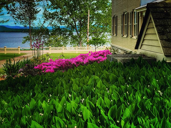 Rhododendrons & Lily-of-the-Valley (Photo: Geo Davis)