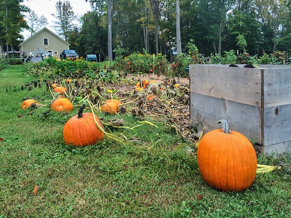 Pumpkins a’Plenty, October 2014 (Photo: Geo Davis)
