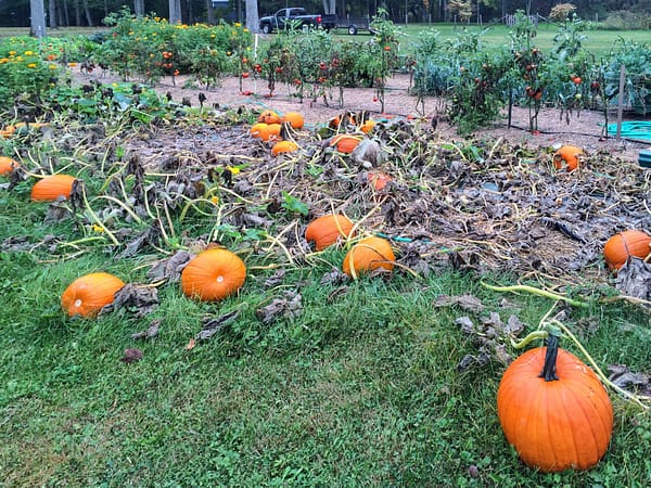 Pumpkins a’Plenty, October 2014 (Photo: Geo Davis)