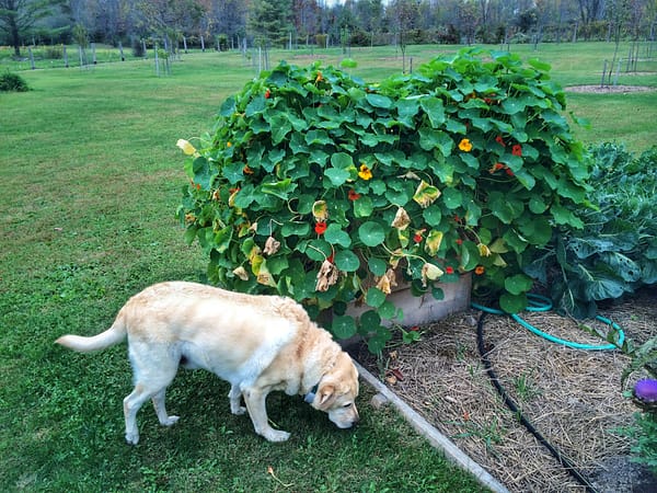 Labrador Retriever & Nasturtium, October 2014 (Photo: Geo Davis)