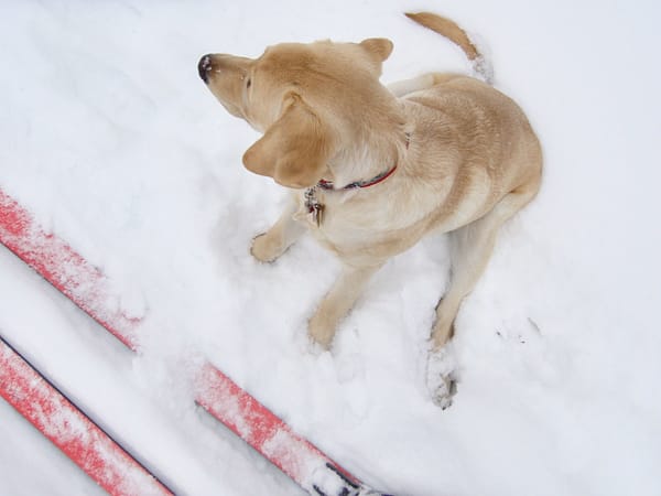 X-Country Ski with Griffin on January 22, 2009 (Photo: Geo Davis)