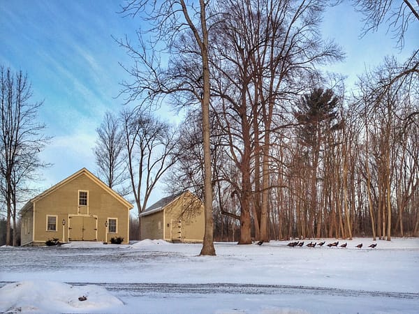 Wild Turkeys Grazing, January 25, 2013 (Photo: Geo Davis)