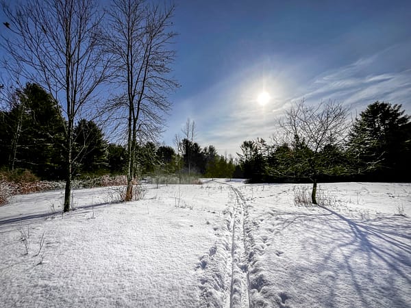 Cross-Country Ski Tracks in Rosslyn Meadows, February 12, 2025 (Photo: © Nancie Battaglia)