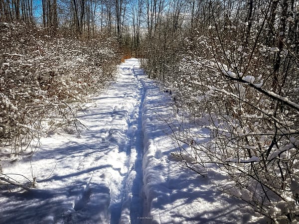 Cross-Country Ski Tracks Vanishing in Rosslyn’s Backland, February 12, 2025 (Photo: © Nancie Battaglia)