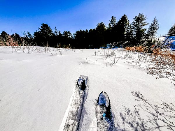 Cross-Country Skiing in Rosslyn’s Westernmost Meadow, February 12, 2025 (Photo: © Nancie Battaglia)