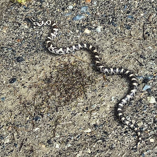 Milksnake (Photo: R.P. Murphy)