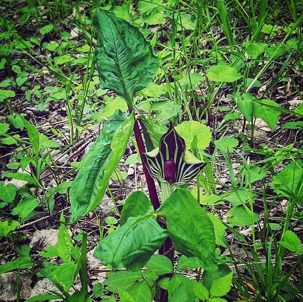 Jack-in-the-Pulpit (Photo: R.P. Murphy)