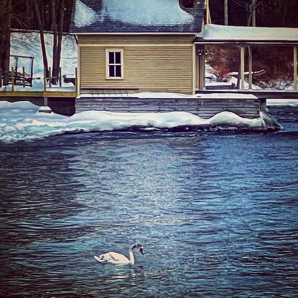 Mute Swan, February 7, 2022