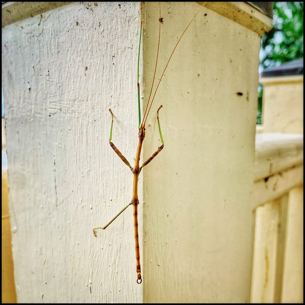 Walking Stick on Fence Post (Source: RP Murphy)